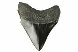 Serrated, Fossil Megalodon Tooth #129986-1